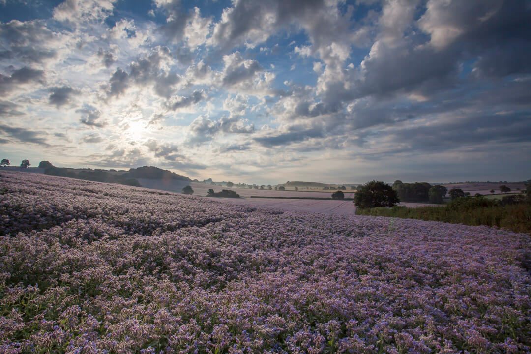 Field of purple blue borage in the cotswolds title=